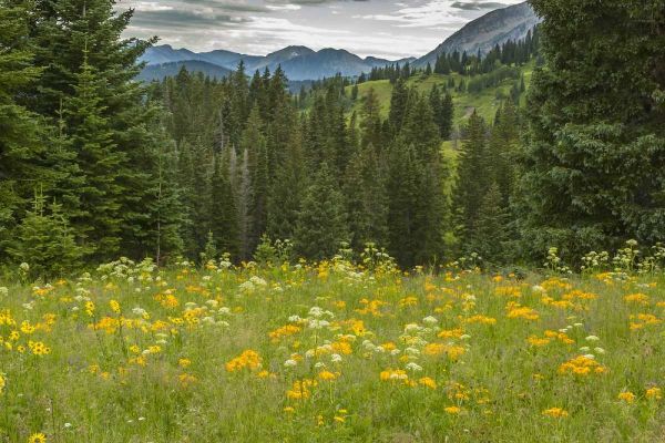 Colorado, Gunnison NF Mountain meadow landscape